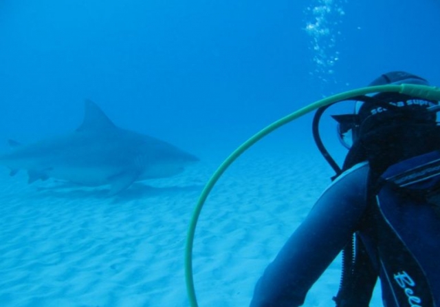  与牛鲨一起潜水 